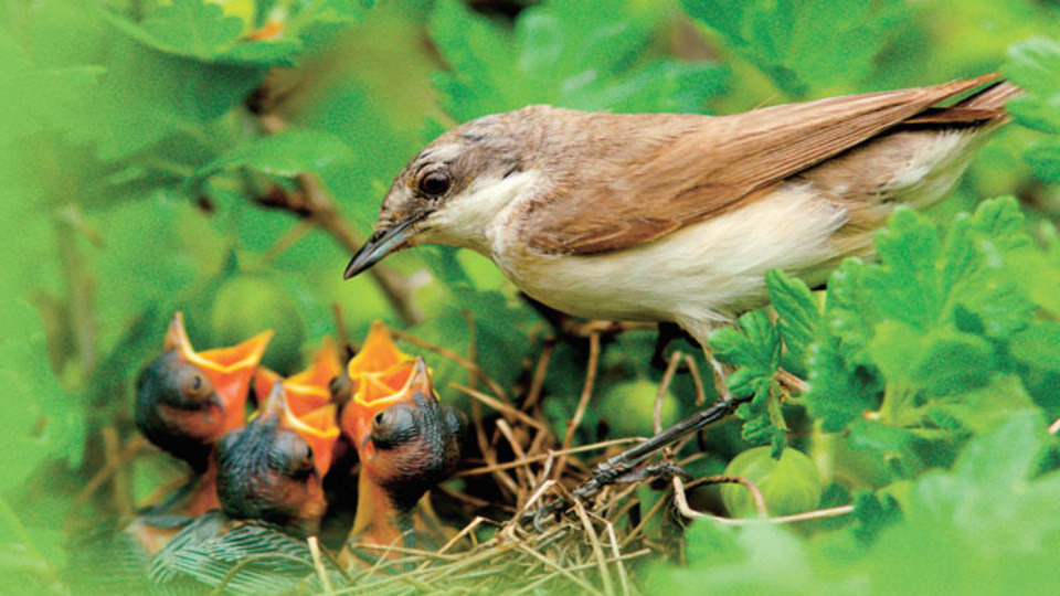 Mümin dünyası ile ahireti ayrı değildir!