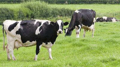 Türk şirkete dev arazi