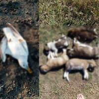 Sözün bittiği yer! Nasıl kıydınız?