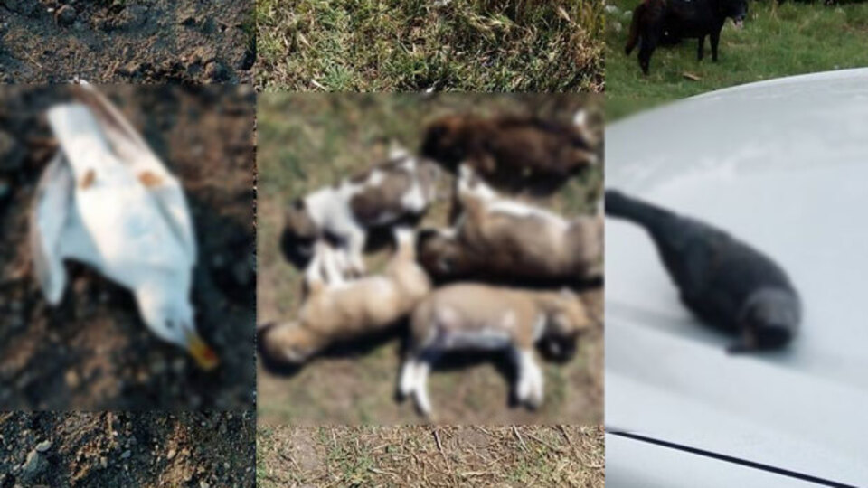 Sözün bittiği yer! Nasıl kıydınız?