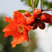 Safra kesesi taşına nar çiçeği çayı...