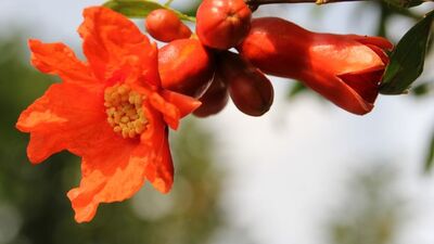 Safra kesesi taşına nar çiçeği çayı...