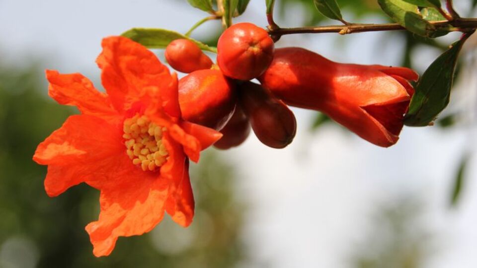 Safra kesesi taşına nar çiçeği çayı...