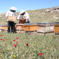 Talep patladı, yetişemiyorlar!