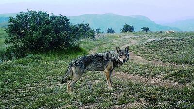 Giresun'da görüntülendi