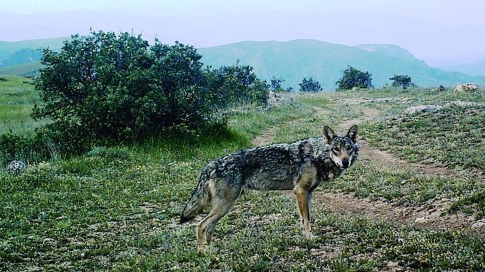 Giresun'da görüntülendi