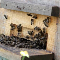 Düzceliler taleplere yetişemiyor!