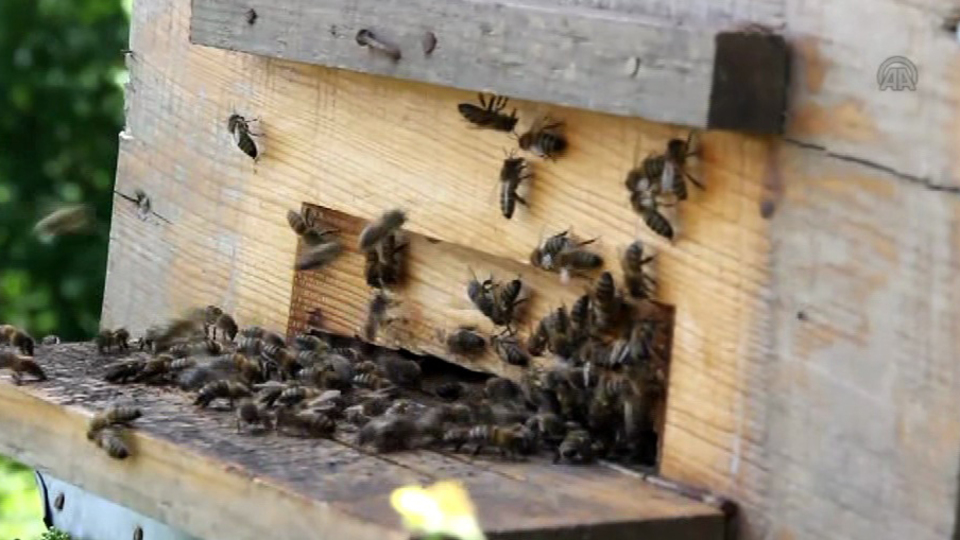 Düzceliler taleplere yetişemiyor!