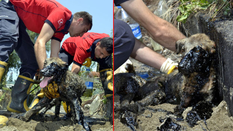 Zifte yapışan köpek yavrusu böyle kurtarıldı