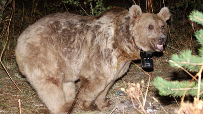 Dünyanın göç eden tek boz ayıları keşfedildi