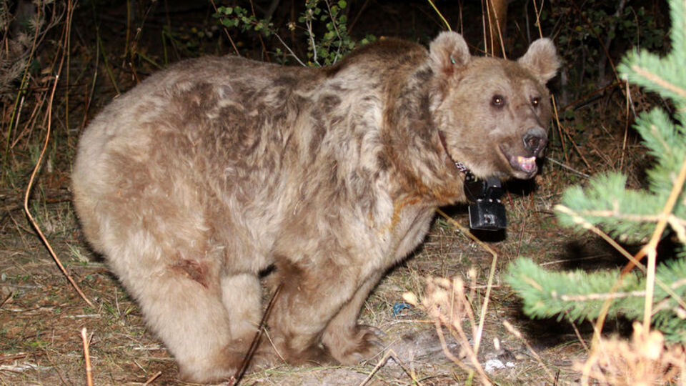 Dünyanın göç eden tek boz ayıları keşfedildi