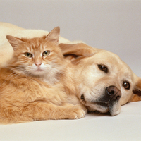 Köpekler insanları düşündüğümüzden daha çok anlıyor!