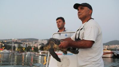 Yolunu şaşıran caretta yat limanına girdi