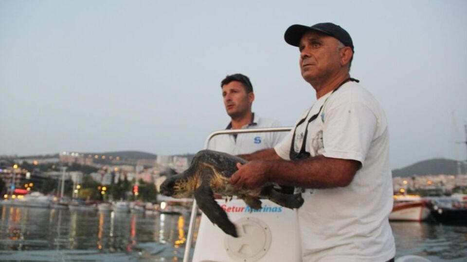 Yolunu şaşıran caretta yat limanına girdi