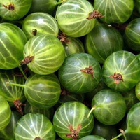 Mucizevi meyve bektaşi üzümü...