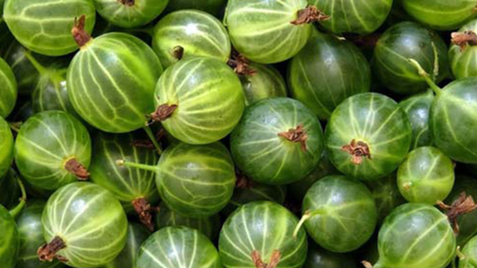 Mucizevi meyve bektaşi üzümü...