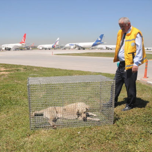 Dikkat apronda köpek var!