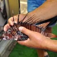 Tatilciler dikkat! Sırtındaki dikenler battığında önce felç ediyor sonra da...