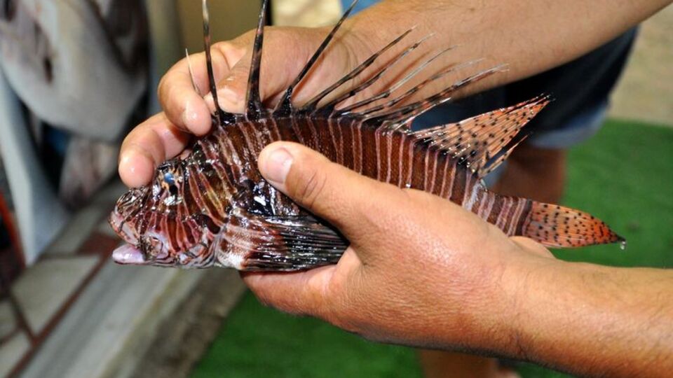 Tatilciler dikkat! Sırtındaki dikenler battığında önce felç ediyor sonra da...