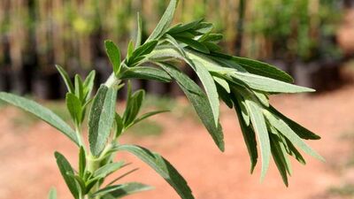 Şekerin tahtı sallanıyor!