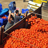 Türk sebze-meyvesi 2 haftada Rusya’da
