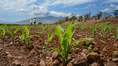 110 Nobel'li bilimci: GDO'lu gıdaya izin verin