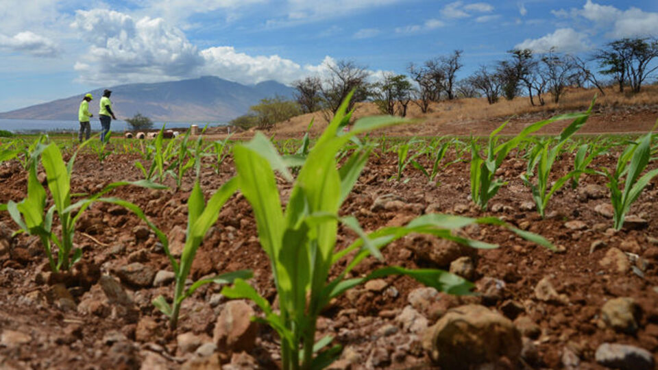 110 Nobel'li bilimci: GDO'lu gıdaya izin verin