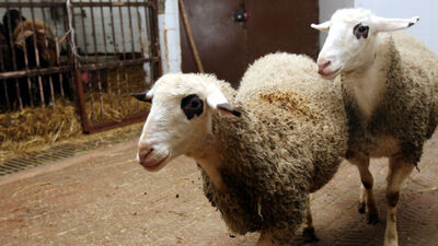 Klonlanmış et yemiş olabiliriz!