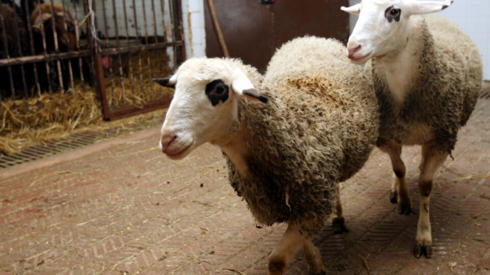 Klonlanmış et yemiş olabiliriz!