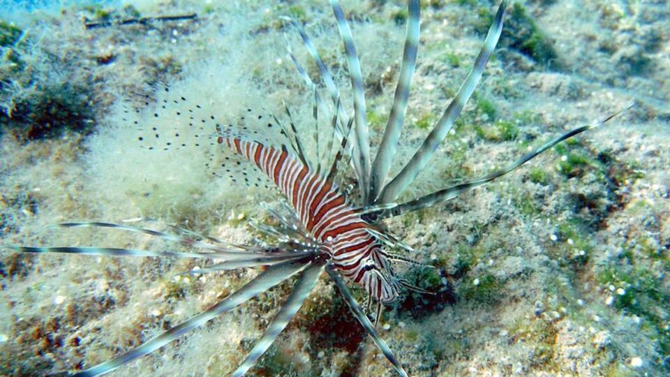 Denizlerin katili Ege'yi tehdit ediyor!