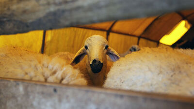 Kurban Bayramı ne zaman?