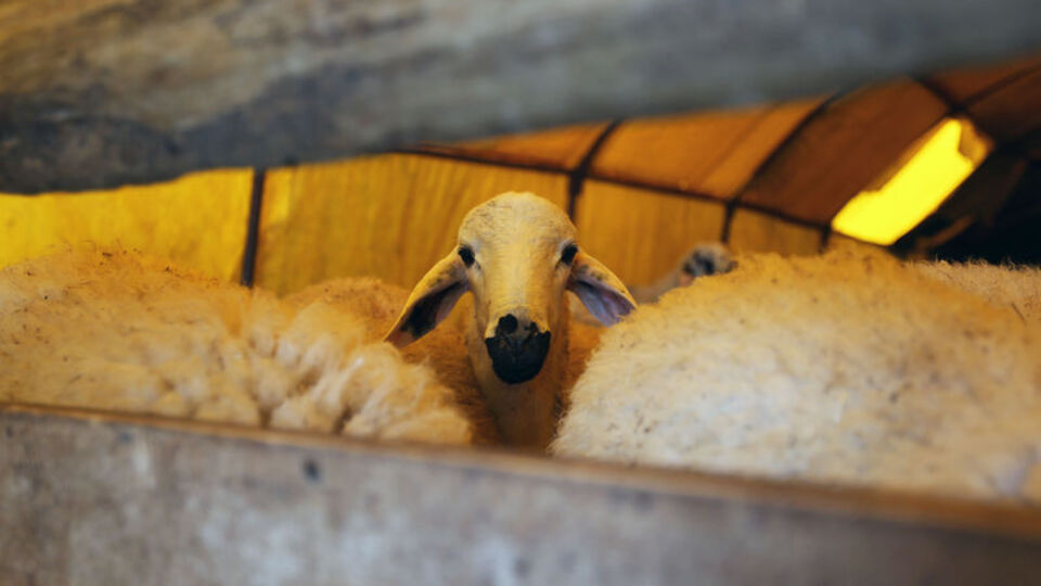 Kurban Bayramı ne zaman?