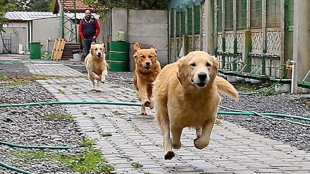 310 tane köpekleri vardı: Gözaltına alındılar!