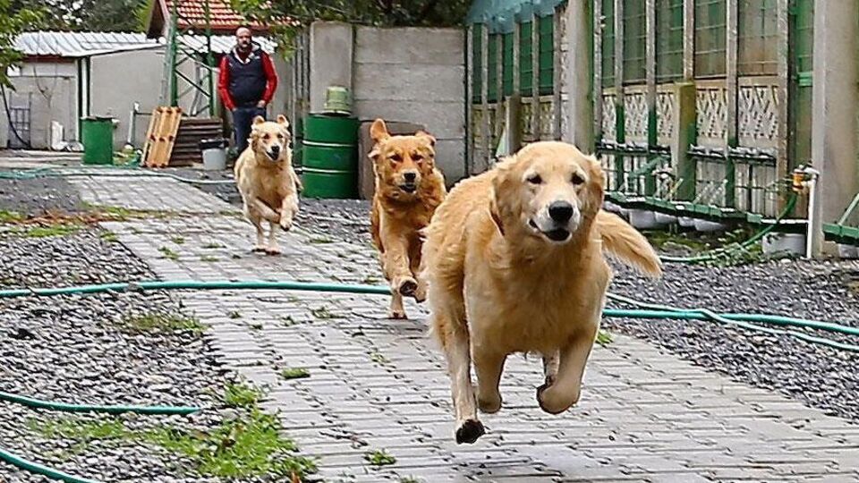 310 tane köpekleri vardı: Gözaltına alındılar!