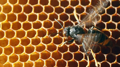 Eşek arısı soktu, 6 çocuk yetim kaldı!