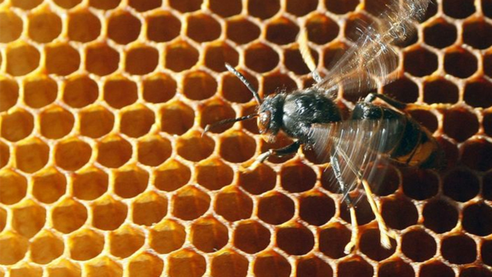 Eşek arısı soktu, 6 çocuk yetim kaldı!