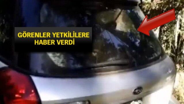 Kendini bagaja kilitleyen ayı, arabayı parçaladı!