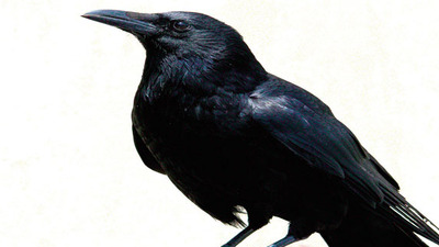 İyi gün dostu kargalar