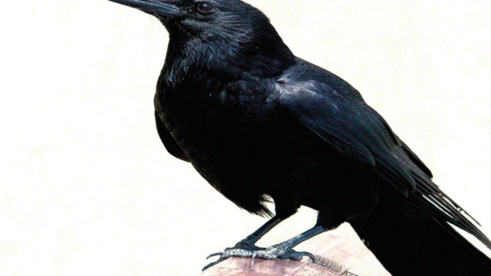 İyi gün dostu kargalar