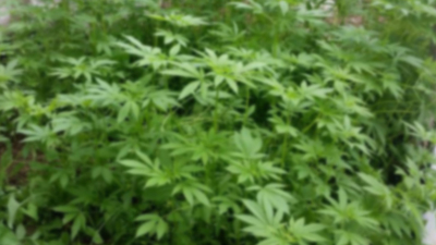 FETÖ'nün kız yurdunda Hint keneviri ele geçirildi