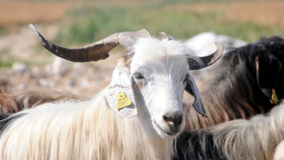Kurban Bayramı ne zaman?