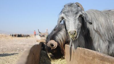 Kurban Bayramı ne zaman?