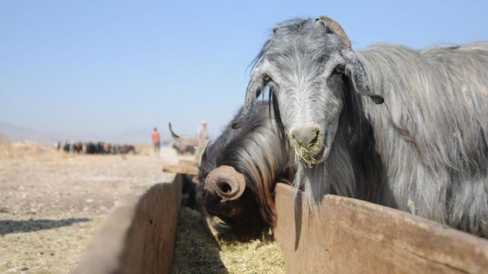 Kurban Bayramı ne zaman?