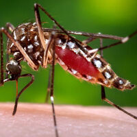 Zika savaşçısı sivrisinekler doğaya salındı