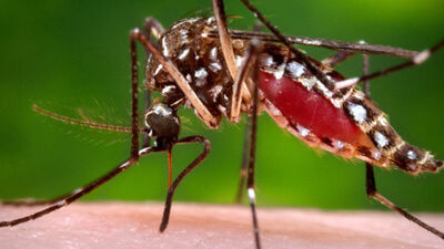 Zika savaşçısı sivrisinekler doğaya salındı