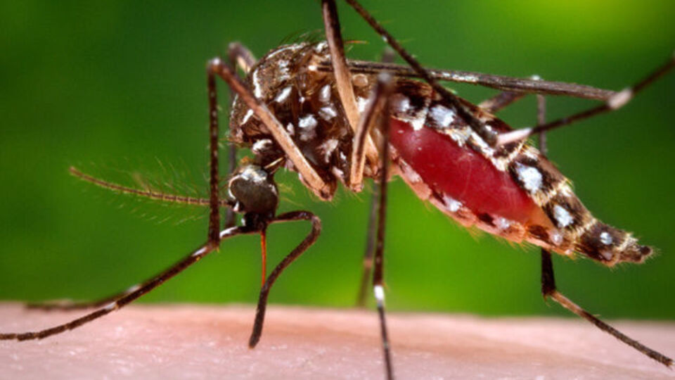 Zika savaşçısı sivrisinekler doğaya salındı