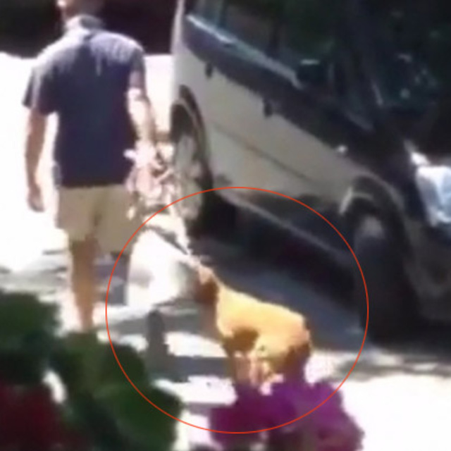 Levent'te 'köpeğe işkence edilen klinik kapatılsın' kampanyası