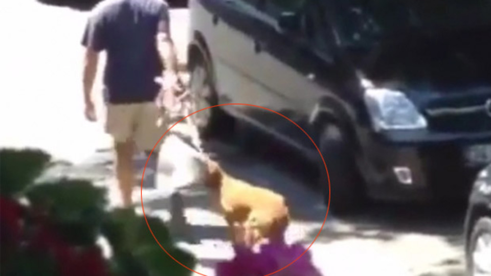Levent'te 'köpeğe işkence edilen klinik kapatılsın' kampanyası