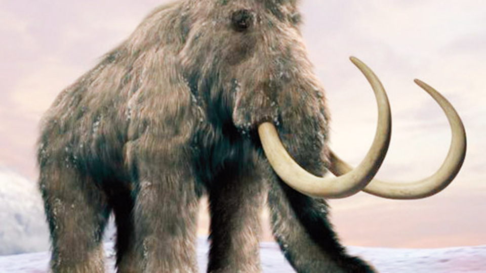 Son mamut susuzluktan öldü
