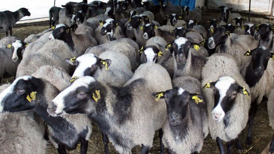 Bu koyunlar fiyatları ucuzlatacak